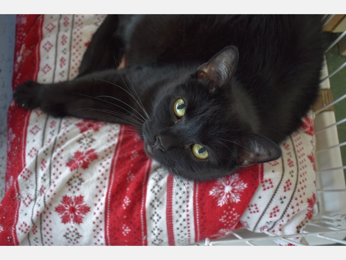 This week's 'Adoptable Pet' is Nella, who is available for adoption at the humane society. 