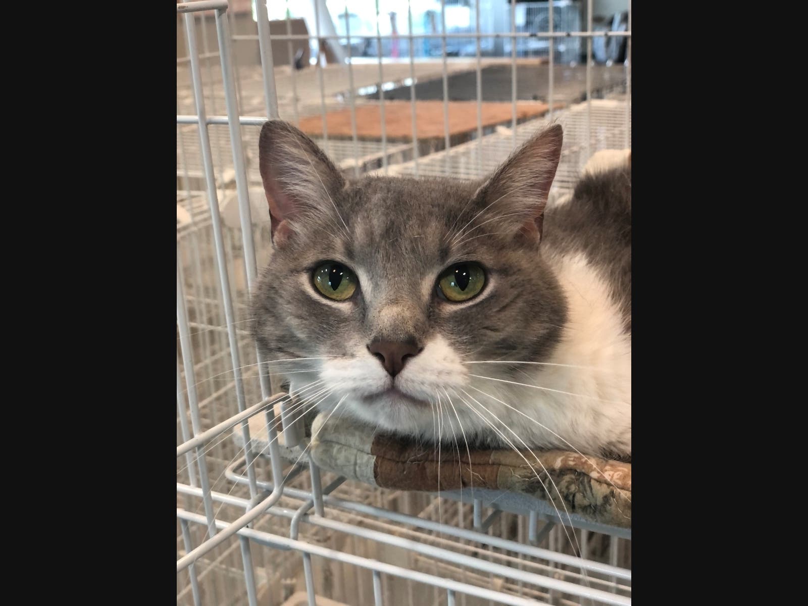 This week's 'Adoptable Pet' is Boots, who is available for adoption at the humane society.