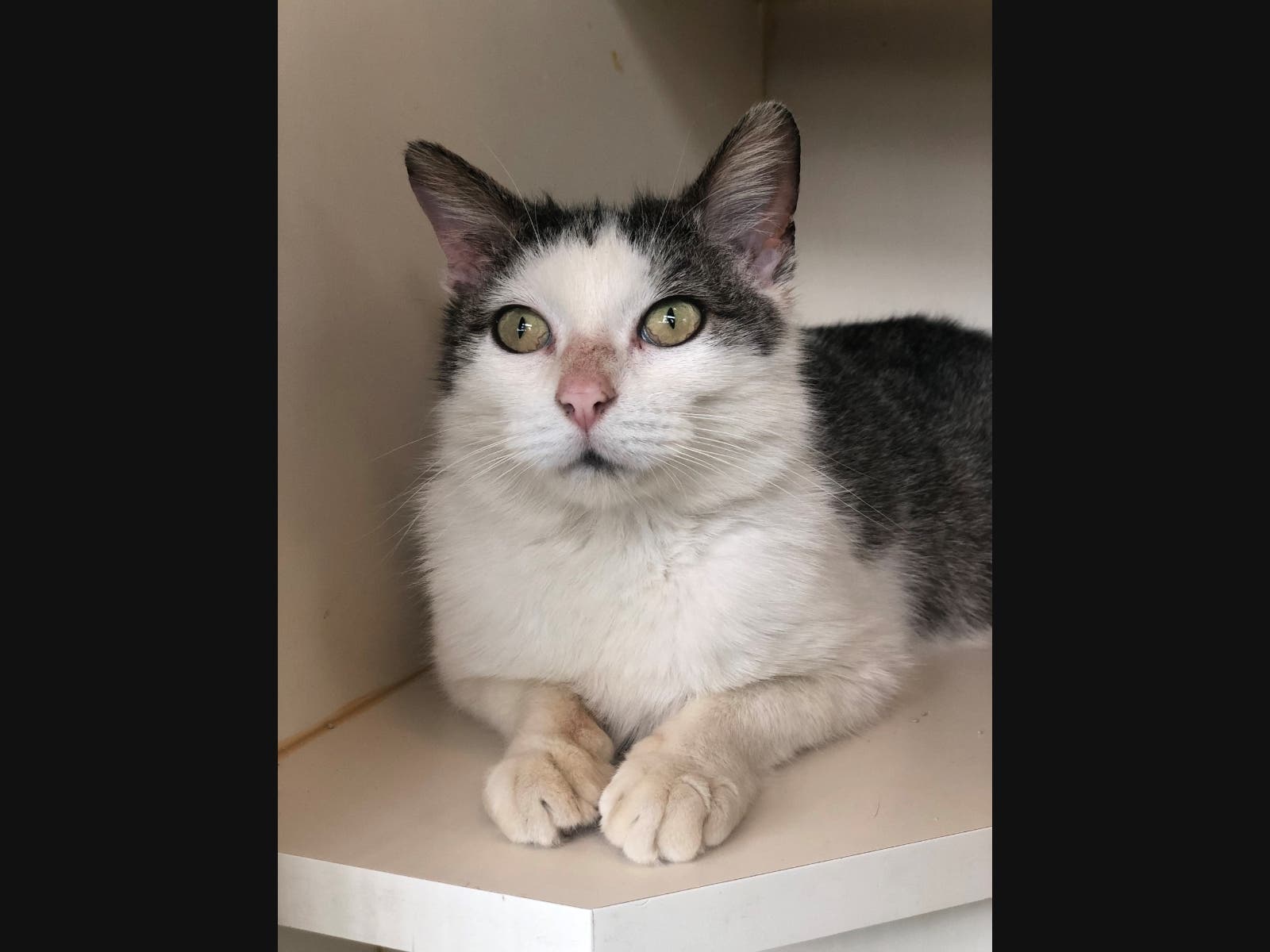 This week's 'Adoptable Pet' is Felicia, who is available for adoption at the humane society.