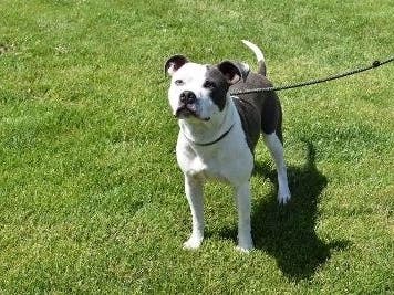 This week's adoptable pet is Liam, who is available for adoption at the humane society.