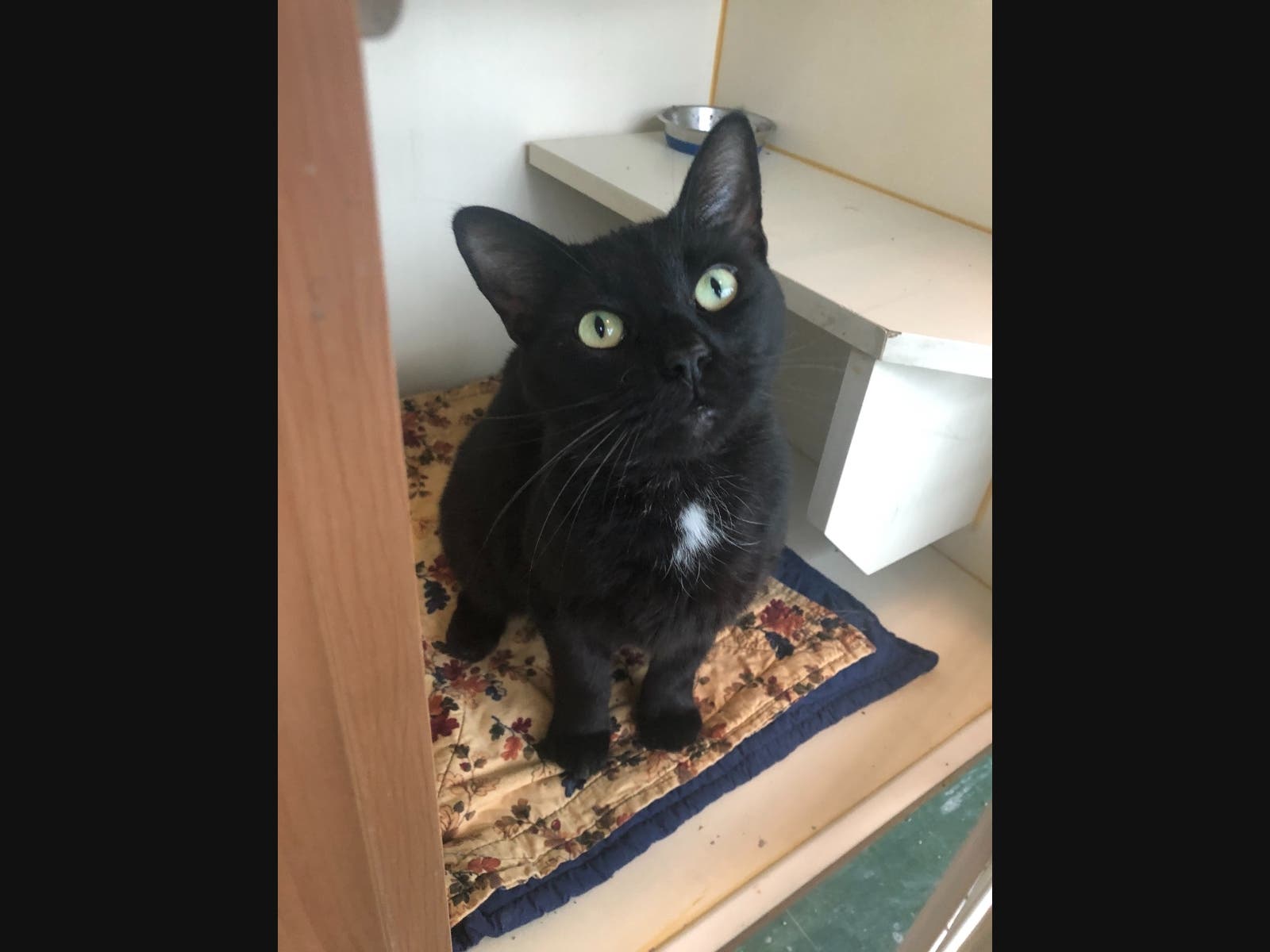 This week's adoptable pet is Marlin, who is available for adoption at the humane society.