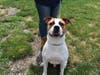This week's adoptable pet is Cisco, who is available for adoption at the humane society.