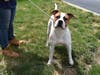 This week's adoptable pet is Cisco, who is available for adoption at the humane society.