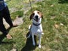 This week's adoptable pet is Mabel, who is available for adoption at the humane society.
