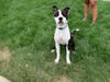  This week's adoptable pet is Simon, who is available for adoption at the humane society.
