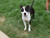  This week's adoptable pet is Simon, who is available for adoption at the humane society.