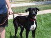 This week's adoptable pet is Geno, who is available for adoption at the humane society.