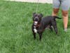 This week's adoptable pet is Rue, who is available for adoption at the humane society.