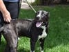 This week's adoptable pet is Rover, who is available for adoption at the humane society.