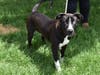 This week's adoptable pet is Rover, who is available for adoption at the humane society.