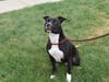 This week's adoptable pet is Dino, who is available for adoption at the humane society.​