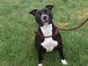 This week's adoptable pet is Dino, who is available for adoption at the humane society.​