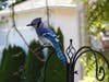 Lemont resident Tricia O'Neill shared some pictures she has been taking of the birds near her home for the past six months.   