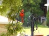 Lemont resident Tricia O'Neill shared some pictures she has been taking of the birds near her home for the past six months.   
