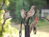 Lemont resident Tricia O'Neill shared some pictures she has been taking of the birds near her home for the past six months.   