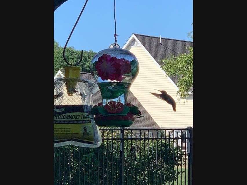 Yario said she took the picture of a hummingbird at her own feeder.