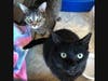 This week's adoptable pets are Lyca and Reese, who are available for adoption at the humane society.