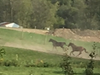  Lemont resident Mary Gavenda recently shared her pictures of horses at Kopping Farms in Lemont.