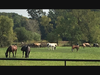  Lemont resident Mary Gavenda recently shared her pictures of horses at Kopping Farms in Lemont.