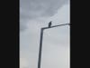 A Cooper's Hawk near McCarthy Point,