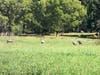Cranes feeding in a grassy area off McCarthy Road