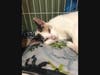 This week's adoptable pet is Didi, who is available for adoption at the humane society.