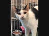 This week's adoptable pet is Didi, who is available for adoption at the humane society.