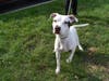 This week's adoptable pet is Lucy, who is available for adoption at the humane society.