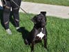 This week's adoptable pet is Kodak, who is available for adoption at the humane society.