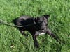 This week's adoptable pet is Kodak, who is available for adoption at the humane society.
