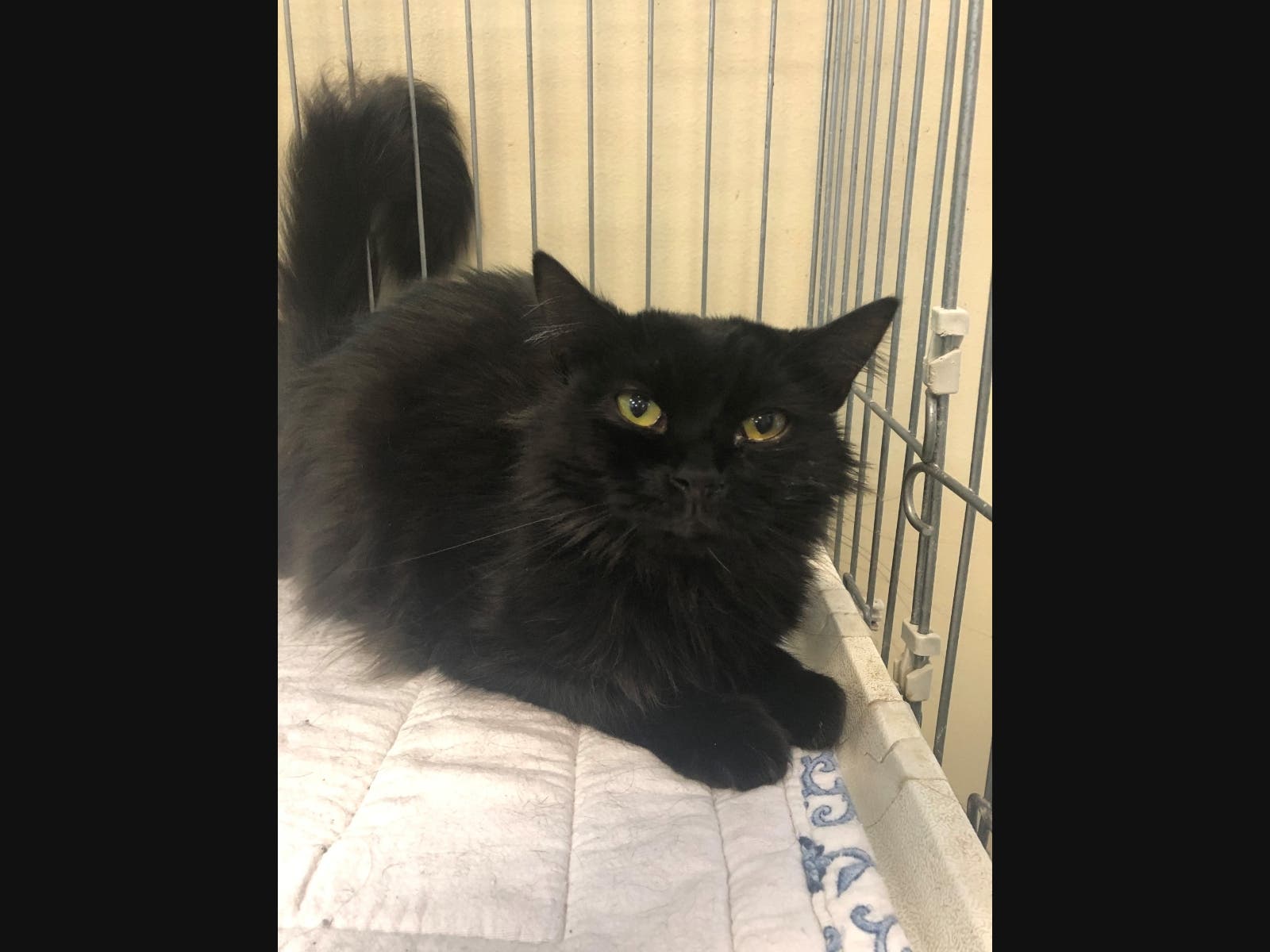 This week's adoptable pet is Jasper, who is available for adoption at the humane society.