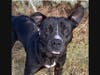 This week's adoptable pet is Henry, who is available for adoption at the humane society.