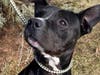 This week's adoptable pet is Henry, who is available for adoption at the humane society.