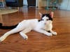 This week's adoptable pet is Casper, who is available for adoption at the humane society.