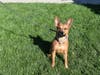 This week's adoptable pet is Josie, who is available for adoption at the humane society.