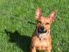 This week's adoptable pet is Josie, who is available for adoption at the humane society.