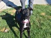 This week's adoptable pet is Grace, who is available for adoption at the humane society.