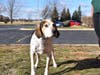 This week's adoptable pet is Colton, who is available for adoption at the humane society.
