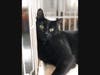This week's adoptable pet is Spooky, who is available for adoption at the humane society.