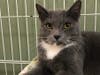 This week's adoptable pet is Colton, who is available for adoption at the humane society.