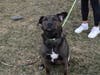 This week's adoptable pet is Barney, who is available for adoption at the humane society.