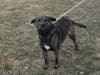 This week's adoptable pet is Barney, who is available for adoption at the humane society.