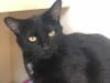 This week's adoptable pet is Cupid, who is available for adoption at the humane society.