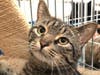 This week's adoptable pet is Phoenix, who is available for adoption at the humane society.