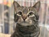 This week's adoptable pet is Phoenix, who is available for adoption at the humane society.
