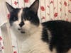 This week's adoptable pet is Blitz, who is available for adoption at the humane society.
