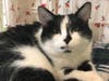 This week's adoptable pet is Blitz, who is available for adoption at the humane society.