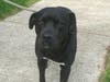 This week's adoptable pet is Tank, who is available for adoption at the humane society.