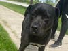 This week's adoptable pet is Tank, who is available for adoption at the humane society.
