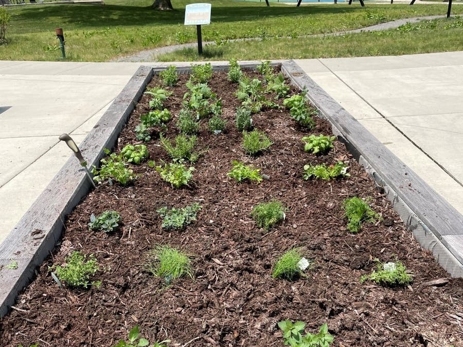 Village Trustee Rose Reynders, who is also a co-chair of the village's parks and recreation committee, recently planted several herbs in plant boxes at the park, 14240 W. 151st St.